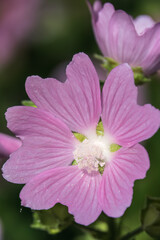 Big pink and red delicate flowers of mallow in bloom with green leaves and buds closeup, summer flowers background,