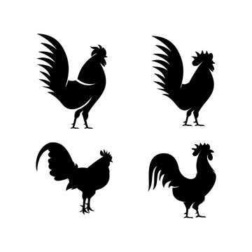 Rooster Set on Black color, Rooster logo design vector template