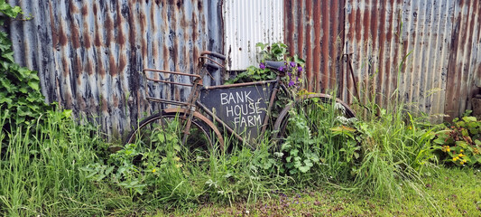 An old bicycle, used a sign board, rests among a patch of weeds and wildflowers against a rusty corrugated iron wall.