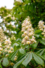 White chestnut blossom with tiny tender flowers and green leaves