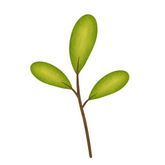 Green Leaf Watercolor Illustration