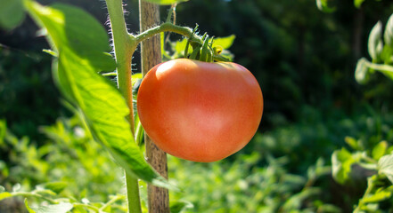 もうすぐ赤く熟すトマト一つ、one red ripe tomato