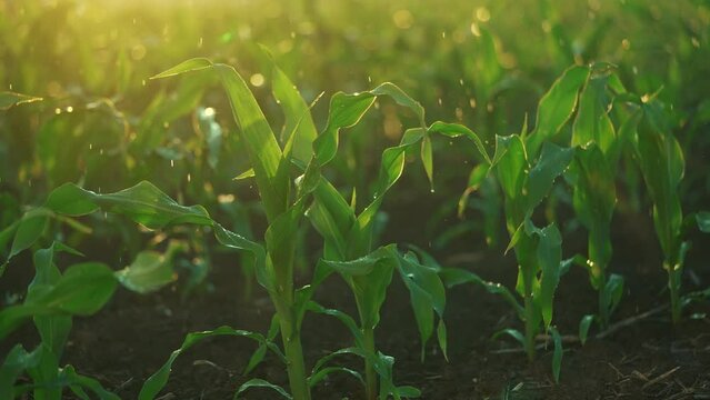 green a sprouts. young plants tend to sun, grow, develop. green corn sprouts business concept. cultivation of corn for laboratory research, which is necessary in order lifestyle to improve products
