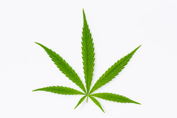 beautiful hemp leaf on a marijuana field under the blue sky with sun and clouds for legalization of...