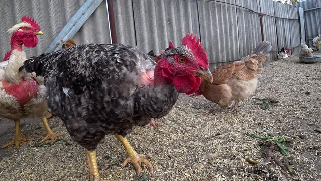 Rooster on strong legs with a characteristic red crest. A young gray rooster on strong legs, with a distinct red crest, poses for the camera. Chicken bare neck. High quality 4k footage
