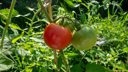 赤く熟したトマトと緑の未完熟トマト。one red ripe tomato and one green unripe tomatoes 