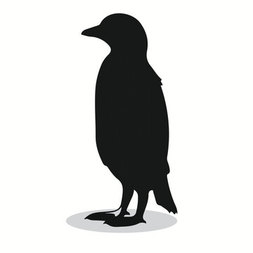 Yellow-Eyed Penguin silhouettes and icons. Black flat color simple elegant Yellow-Eyed Penguin animal vector and illustration.