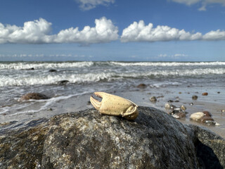 Schere einer Krabbe auf Stein an der Ostsee