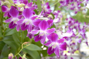 Naklejka na ściany i meble purple orchid blooming beauty nature in garden