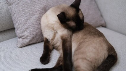 young cute siamese cat leaking grooming his fur at cozy home white decorated sofa, indoor domestic feline life