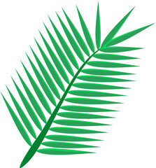 green coconut palm leaf isolated on white background