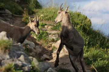 Steinbock im Berner Oberland