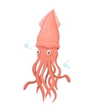 Squid Animal Species Cartoon illustration Vector