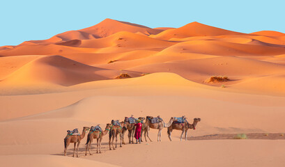 Camel caravan in the desert at sunrise -  Sahara, Morrocco - obrazy, fototapety, plakaty