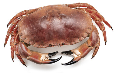 Edible brown crab isolated on white background.