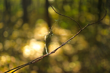 Spider web on a branch. Pajęcza sieć na gałęzi. - obrazy, fototapety, plakaty