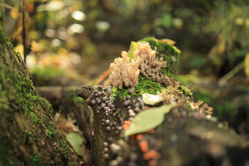 świecznica rozgałęziona, Artomyces pyxidatus, gatunek grzybów należący do rodziny szyszkogłówkowatych (Auriscalpiaceae), Rulik nadrzewny, Lycogala epidendrum © Jacek