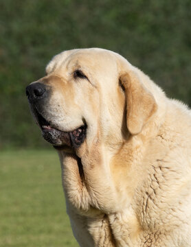 Good Spanish Mastiff Dog Looks Up Lying on the Floor. Portrait Huge Dog.  Copy Space. Stock Image - Image of head, spanish: 134514369