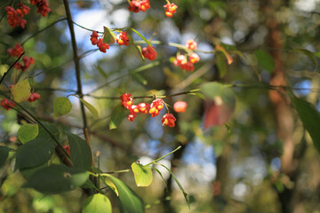 Trzmielina pospolita, nazywana też trzmieliną zwyczajną lub trzmieliną europejską, Euonymus europaeus