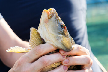 Big carp in the hands of the angler. Trophy fish caught in freshwater. Close up. unrecognizable...