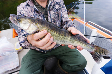 A small pike perch in the hands of an angler. Summer fishing for predatory fish. Close-up....