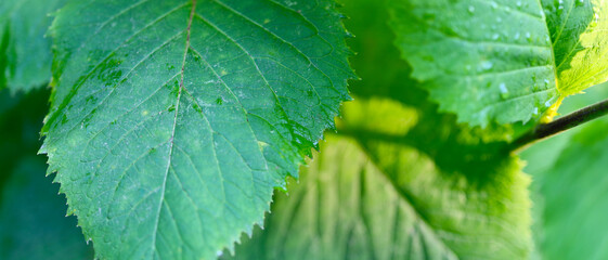 The leaf is a bright green color and has a serrated edge. The leaf is wet and has water droplets on it.