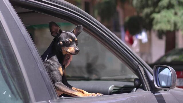Dog sticks its muzzle out of car window. Toy terrier looking out car window. Conceptual journey through animals. Do not leave animal in closed car, it dangerous, it can suffocate from heat. Fresh air