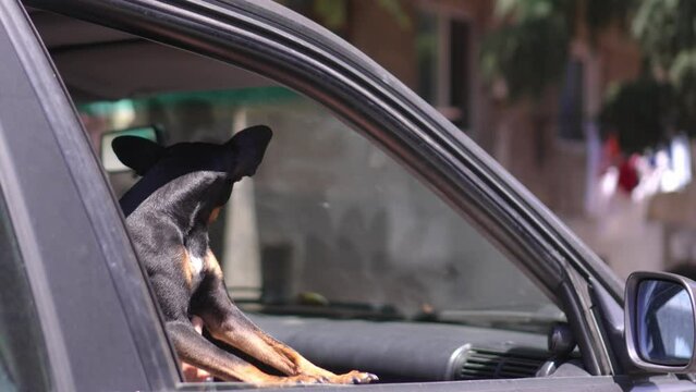 Dog sticks its muzzle out of car window. Toy terrier looking out car window. Conceptual journey through animals. Do not leave animal in closed car, it dangerous, it can suffocate from heat. Fresh air