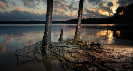 Exposed tree roots on a shore at sunset