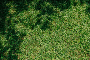 Green grass texture from a field with branch shadow, minimal green background