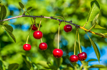 Cherries