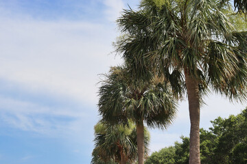 Upward view of Sabal Palm trees with copy space