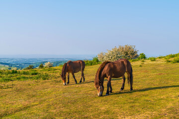 Somerset The Quantock Hills England UK wild Exmoor ponies