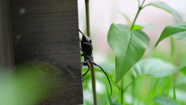 Morimus asper funereus with large and massive longhorn, slow motion of a beetle on wood and green plants