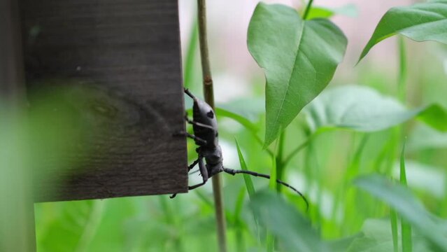 Morimus asper funereus with large and massive longhorn, slow motion of a beetle on wood and green plants