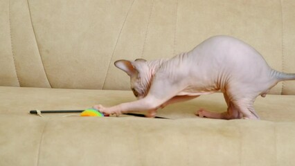 A small Canadian Sphynx kitten plays on the couch at home, jumps and gnaws a toy