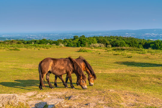 Somerset England UK wild Exmoor ponies