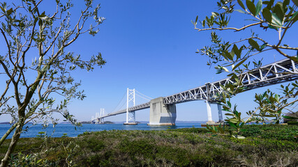 県木オリーブと瀬戸内海を渡る瀬戸大橋（香川県坂出市）