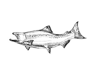 Salmon Fish. catch. fishing. angling. catching fish