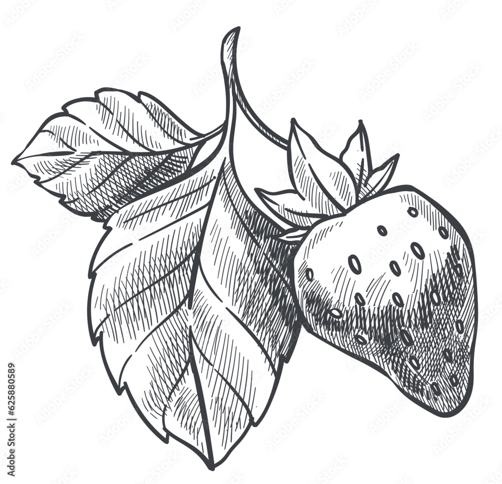 Wall mural Strawberry plant with ripe berry and leaves sketch