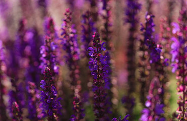Zbliżenie na kwiaty lawendy w Ogrodzie Botanicznym.