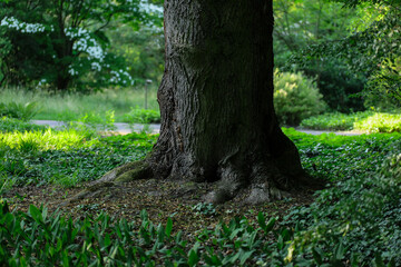 Pień drzewa w Ogrodzie Botanicznym. © Magdalena