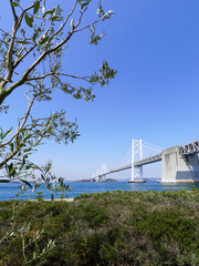 県木オリーブと瀬戸内海を渡る瀬戸大橋（香川県坂出市）