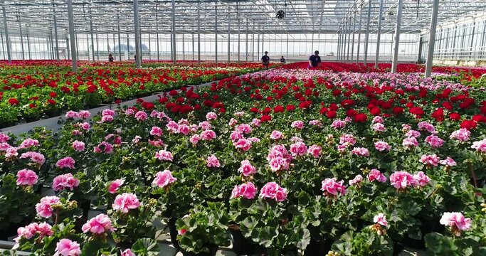 The gardener takes care of the flowers in the greenhouse. working process in the greenhouse. Large commercial greenhouse for growing flowers and ornamental plants.