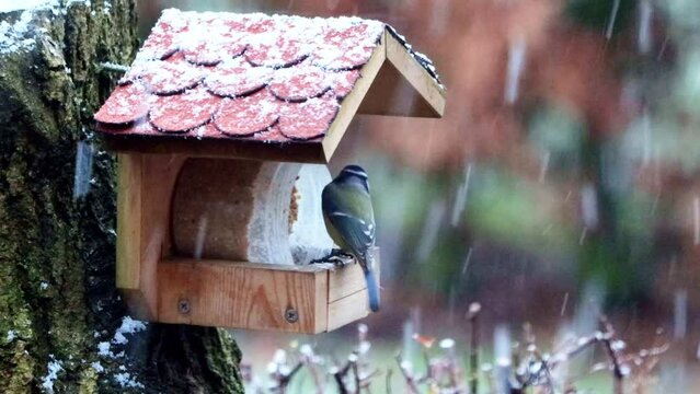 bird feeder red house snow, Parus caeruleus, blue tit
