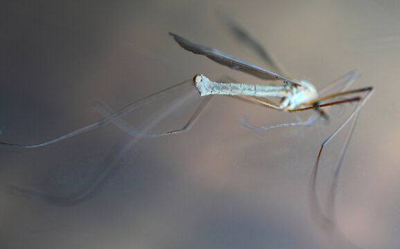 mosquito, komar w powiększeniu