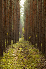 Forest clearing, Las, Leśna przecinka © Jacek