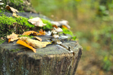 Mushroom on the stump, Grzyb na pniu