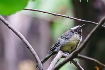 The life of a little titmouse