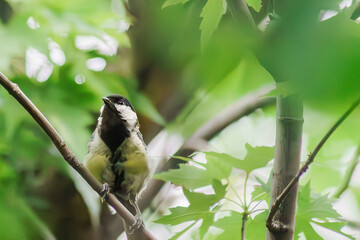 The life of a little titmouse